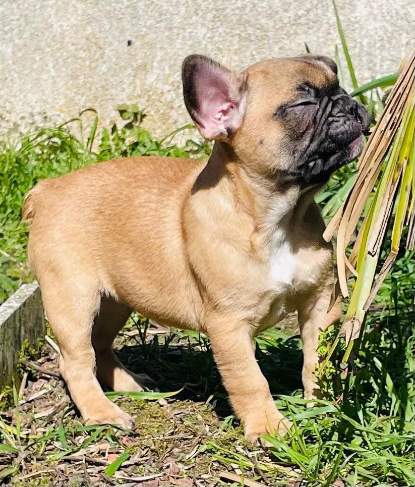 CHIOTS DISPONIBLE 25/01/2026